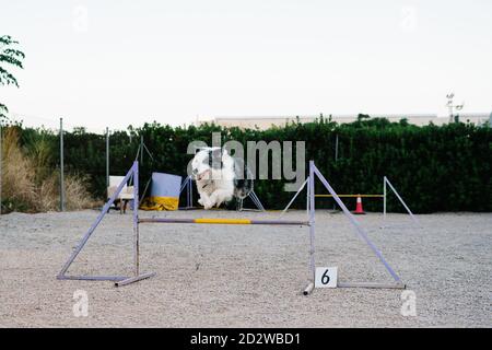 Border Collie Hund springen über Hürde mit Zahl während Agilität Training auf dem Platz Stockfoto