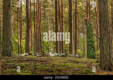 Eine verfaulte Birke in einem Kiefernwald. Moos und Flechten. Herbstmorgen im polnischen Masowien Wald. Stämme von Kiefern und Birken. Mushrooming im Oktober. W Stockfoto