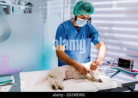 Beschäftigt männlichen Tierarzt in der Nähe von Metalltisch mit narkotisierten Haustier stehen Im modernen Operationssaal der Tierklinik Stockfoto