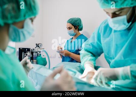 Assistentin in Uniform in der Nähe des Anästhesiesystems und der Überwachung Indikatoren während Tierärzte, die Tier auf dem Tisch im Operationssaal Stockfoto
