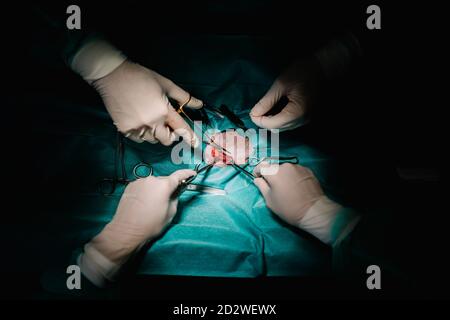 Von oben von nicht erkennbaren Nutztierarzt Ärzte mit chirurgischen Instrumenten Und die Operation für Haustier in dunklen Operationssaal in Krankenhaus Stockfoto