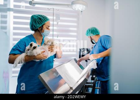 Weibliche Assistentin in Uniform stehen mit betäubt niedlichen Hund während Männlicher Tierarzt Reinigung Operationstisch im Zimmer nach der Operation Stockfoto