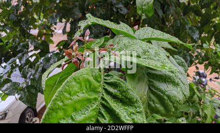 Grünes Betel Blatt herzförmig. Essbares Blatt des indischen Subkontinents. Mundfrischer Sweet Paan. Habit Food Stockfoto