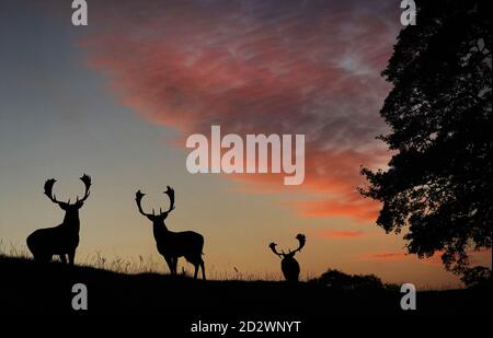 Deer at Raby Castle, ein mittelalterliches Schloss in der Nähe von Staindrop in der Grafschaft Durham. Stockfoto