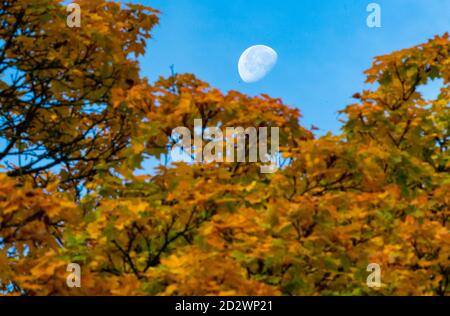 07. Oktober 2020, Bayern, München: Der Mond steht über einem herbstlichen Laubbaum. Foto: Peter Kneffel/dpa Stockfoto