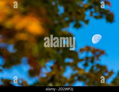 07. Oktober 2020, Bayern, München: Der Mond steht über einem herbstlichen Laubbaum. Foto: Peter Kneffel/dpa Stockfoto