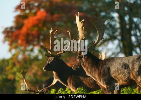 Deer at Raby Castle, ein mittelalterliches Schloss in der Nähe von Staindrop in der Grafschaft Durham. Stockfoto