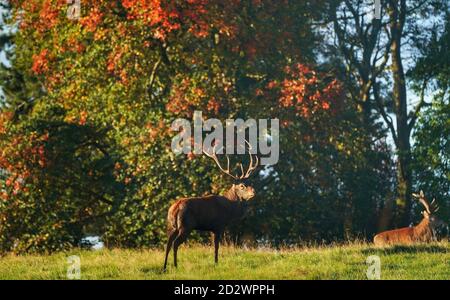 Deer at Raby Castle, ein mittelalterliches Schloss in der Nähe von Staindrop in der Grafschaft Durham. Stockfoto