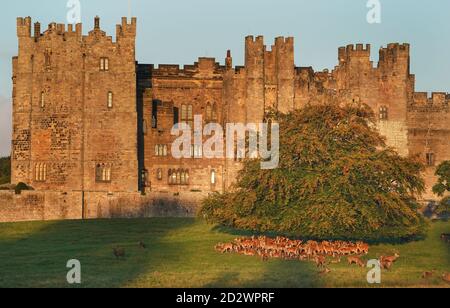 Deer at Raby Castle, ein mittelalterliches Schloss in der Nähe von Staindrop in der Grafschaft Durham. Stockfoto