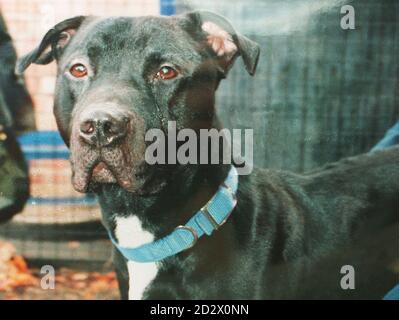 PA Library Bild datiert 08.08.94 (259344-2) : Otis, ein Pitbull Terrier in der Todeszelle für die letzten vier Jahre, wurde niedergelegt, Scotland Yard sagte heute. Die Entscheidung, den Hund zu Tode zu bringen, wurde getroffen, nachdem sein Besitzer Harry Bates aus Clapton, Ost-London, es versäumt hatte, ihn durch die Gerichte zu retten. Otis wurde im Juli 1992 von Richtern in Limehouse, Ost-London, nach der Gefahrhunde-Akte zerstört, nachdem er unmuzzled in Mrs Bates's Auto gefunden worden war. Stockfoto