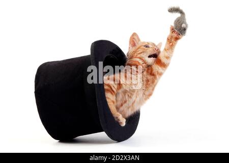 Red Tabby Hauskatze, Katze im Hut vor weißen Hintergrund spielen Stockfoto
