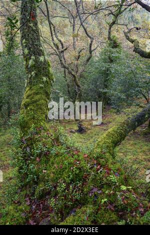 Moose und Farne zwischen verdrehten Stämmen von Laubbäumen hinein Ein Wald in Abadin Galicien Stockfoto