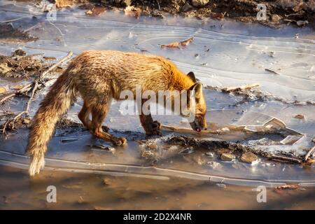 Der Fuchs trinkt Wasser aus einer mit Eis bedeckten Pfütze. Stockfoto