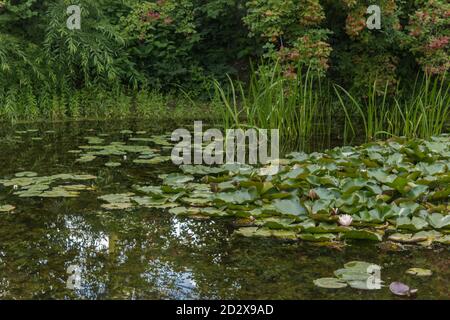 Lotos und Seerosen wachsen in einem dekorativen Teich. Botanischer Garten der Staatlichen Universität Moskau. Stockfoto