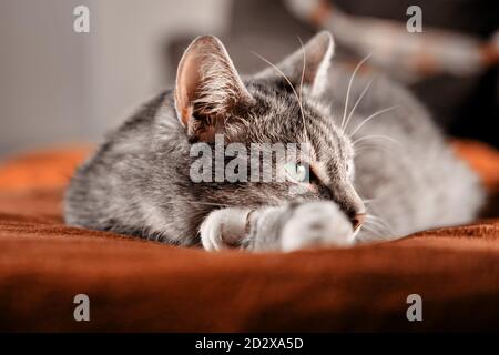 Eine graue Katze liegt auf einer orangefarbenen Decke und sieht aus Mit grünen Augen Stockfoto
