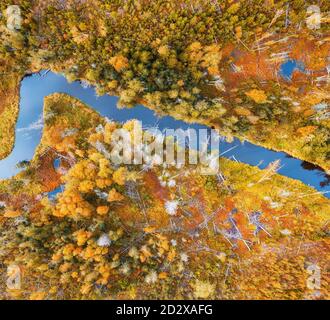 Gewundener Fluss im gelben Herbstwald. Helle Luftaufnahme von oben. Stockfoto