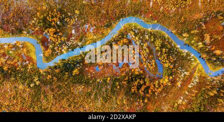 Kleiner gewundener Fluss im gelben Herbstwald Luftbild von oben. Großes HDR-Panoramabild Stockfoto