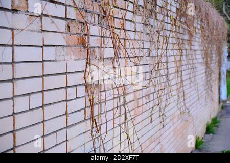 Alte Ziegelmauer mit Ästen von Pflanzen überwuchert. Junge Triebe blühen auf dem Hintergrund eines Vintage-Gebäudes. Ivy hängt von der Ziegelwand im Spr Stockfoto