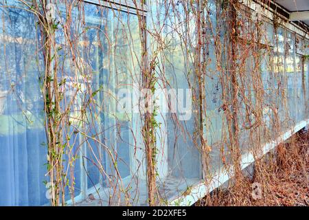 Weinstöcke auf den Fenstern eines Vintage-Hauses. Frühling in einer verlassenen Altstadt. Liana mit jungen Dreharbeiten auf den Fenstern eines verlassenen Gebäudes. Stockfoto