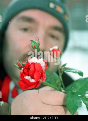 Dispite -4 c dieser eine Rose Busch in Cramlington, Northumberland scheint die Saison falsch getimt haben. Die leuchtend rote La Sevillana Rose blüht seit 2 Jahren nicht mehr, aber plötzlich blüht sie an Weihnachten. Foto von Owen Humphreys/PA Stockfoto