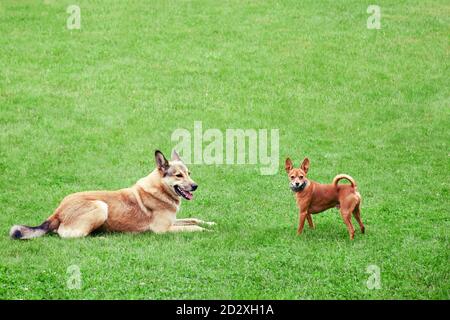 Obdachlos und Pedigreed kleinen Hund Spielzeug Terrier, Kopierer Raum. Freundschaft von verschiedenen Hunden, Ort für Text. Stockfoto