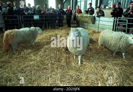 Der sieben Monate alte Dolly (Mitte), das genetisch geklonte Schaf, mit den Federkollegen Megan und Morag, am Roslin-Institut. Es zeigte sich, dass Dolly, das erste Tier, das genetisch aus adulten Zellen geklont wurde, ihren Namen von Country-Sängerin Dolly Parton erhielt. * Dr. Ian Wilmut, der die Arbeit am Roslin Institut in der Nähe von Edinburgh koordinierte, sagte auf einer Pressekonferenz: Sie wurde, wie Sie wissen, von den Brustzellen abgeleitet und die Leute, die sich um sie gebeteten, konnten nicht an einen eindrucksvolleren Satz von Brustzellen denken, als die, die Dolly Parton gehören. Stockfoto