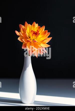 Leuchtend orange Dahlie in einer weißen Keramikvase auf schwarzem Hintergrund. Nahaufnahme. Vertikales Zuschneiden. Stockfoto