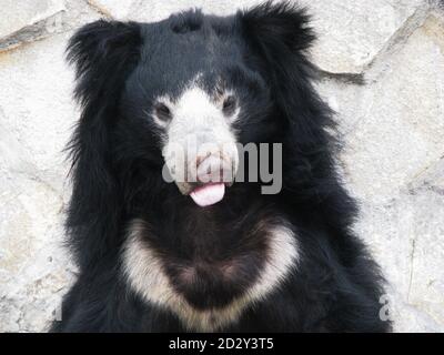 Im Himalaya im Sommer lebt er im Winter auf einer Höhe bis zum Fuß der Berge. Junger schwarzer Ussuri-Bär. Schnauze Ursus thibetan Stockfoto