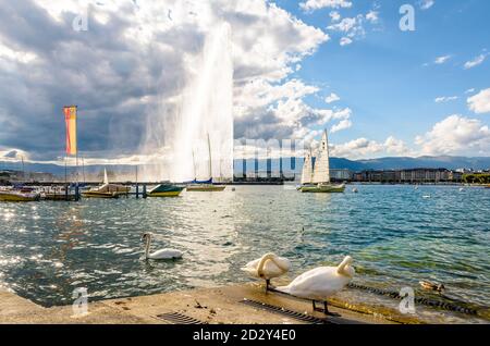 Schwäne am Ufer des Genfersees und der Jet d'Eau in der Ferne, der 140 Meter hohe Wasserstrahl in der Genfer Bucht, Schweiz. Stockfoto