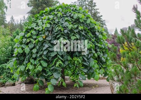 Baum im japanischen Garten - Hainbuche Elm- Ulmus glabra Camperdownii, lange hängende Äste mit vielen Blättern. Polen. Stockfoto