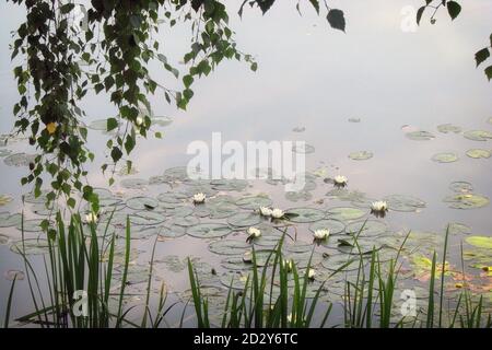 Schöne blühende Wasserpflanze. Weiße Seerosen auf dem See. Blühende weiße Lilien auf der Wasseroberfläche des Teiches. Stockfoto