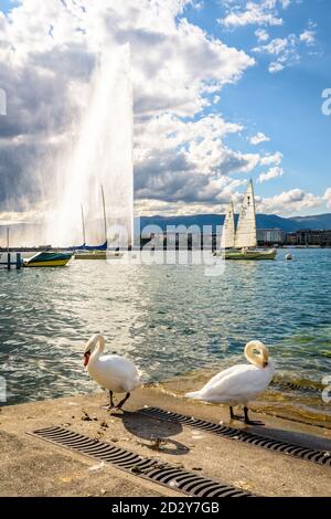 Schwäne am Ufer des Genfersees und der Jet d'Eau in der Ferne, der 140 Meter hohe Wasserstrahl in der Genfer Bucht, Schweiz. Stockfoto