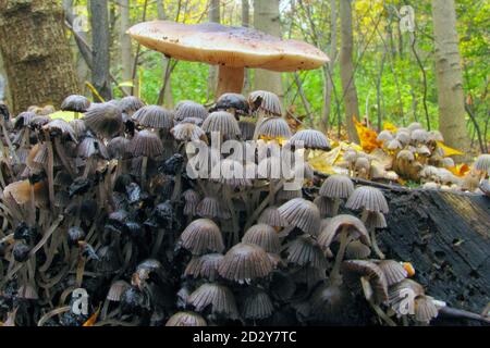 Familie der Pilze Coprinellus disseminatus. Graue kleine Pilze, die in einer großen Gruppe in Europa und Asien wachsen. Stockfoto