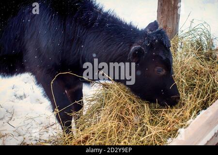 Der junge schwarze Bulle frisst Heu im Fahrerlager. Die Kuh ist an einem Wintertag im Freien dunkelbraun. Schnee fällt auf ein Kalb in einem offenen Gehege. Stockfoto