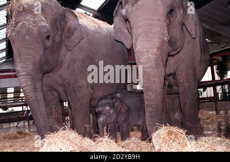 Die neue Ankunft im Chester Zoo macht heute (Dienstag) ihren ersten öffentlichen Auftritt. Der noch unbenannte asiatische Elefantenbaby, der am Silvesterabend mit einem Gewicht von 80 kg geboren wurde, ist die Schwester von Karha, die im vergangenen Sommer starb, nachdem sie von ihrer Mutter Thi-Hi-Way abgelehnt wurde. Experten im Zoo sagen, dass sie dieses Mal keine solchen Probleme erwarten, da sowohl Mutter als auch Vater, Chang, auf ihrem Baby doting. Siehe PA Geschichte TIERE Elefant. EDI.Pic Dave Kendall/PA Stockfoto