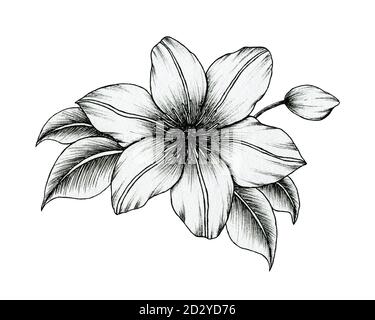 Hand gezeichnete Tinte Clematis Blumen isoliert auf weiß, schwarz und weiß Linie Kunst Blumenzeichnung, vintage botanische Illustration, schwarz floral Skizze Stockfoto
