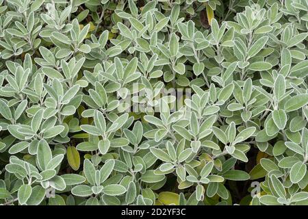 Brachyglottis greyi, auch Senecio greyi genannt, mit dem gemeinsamen Namen Gänseblümchen-Busch. Ein Strauch mit grauem, unten bedecktem Laub im Oktober oder Herbst. Stockfoto