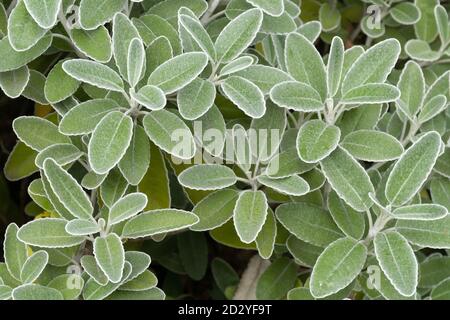 Brachyglottis greyi, auch Senecio greyi genannt, mit dem gemeinsamen Namen Gänseblümchen-Busch. Ein Strauch mit grauem, unten bedecktem Laub im Oktober oder Herbst. Stockfoto