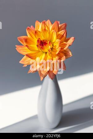 Leuchtend orange Dahlie in einer weißen Keramikvase auf grauem Hintergrund. Nahaufnahme. Vertikales Zuschneiden. Stockfoto