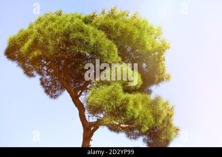 Kiefer. Sonniger Tag und Baumkrone. Kiefer, Himmel und Sonne Licht. Stockfoto