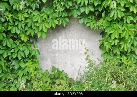 Grüne Wildtrauben auf alter Steinmauer Stockfoto