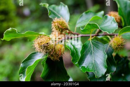 Japanischer Gartenbaum - Europäische Buche, gemeine Buche - Fagus sylvatica, Baumblüte, Nahaufnahme Stockfoto