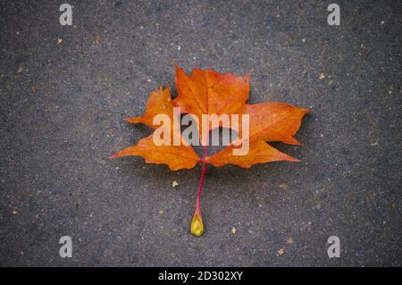 Rotes Ahornblatt mit herzförmigem Loch liegt auf dunkler Asphaltstraße. Herbstsaison Stockfoto