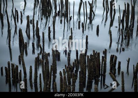 Trockene Schilfstiele an einem Seeufer. Stockfoto