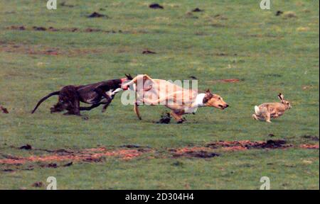 Zoll vor dem Tod ein Hase versucht während des dreitägigen Waterloo Cup Hare Coursing-Prozesses auf Lord Leverhulme's Anwesen in Altcar, Lancashire, zwei Hunden auszuweichen. Während des Wettkampfes traten 48 paarige Hunde gegeneinander an, um Punkte für das Drehen oder Töten eines Hasen zu sammeln. * 4,000 Personen teilnehmen. 200 Demonstranten. Stockfoto