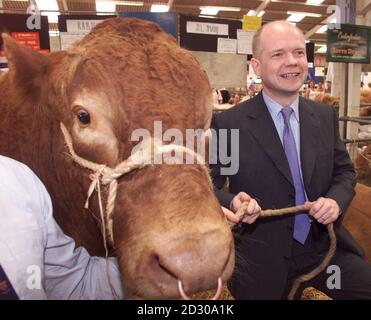 Der konservative Parteivorsitzende William Hague hält die Zügel eines Bullen von South Devon im Viehstall während eines Besuchs der 150. Royal Agricultural Show in Stoneleigh, Warwickshire. 12/8/99: Hague versucht, ein Bild als 'Mann des Volkes' zu schaffen. * Pläne, Den Haag als einen Mann darzustellen, der fest in seinen Yorkshire-Wurzeln verwurzelt ist, wurden in einem durchgesickerten Tory-Memo aufgedeckt. Stockfoto