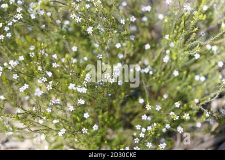 Zarte weiße Blume der Thymianpflanze in Australien Stockfoto