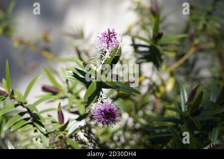 Flauschige lila Blume von paperbark Baum Stockfoto