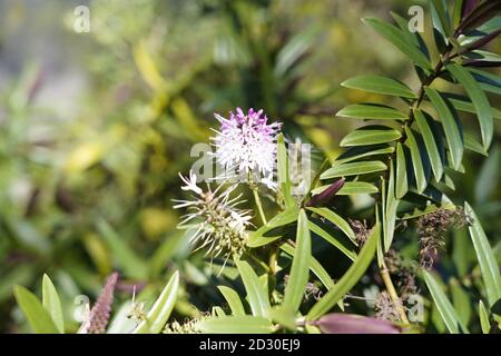 Flauschige lila Blume von paperbark Baum Stockfoto