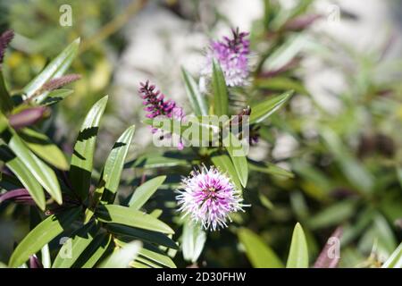 Flauschige lila Blume von paperbark Baum Stockfoto